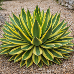 Agáva hrebeňovitá (Agave Lophantha) ´QUADRICOLOR´  - výška 20-30 cm, Ø 40-50 cm, kont. C50L (-6°C)